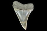 Fossil Mako Shark Tooth - South Carolina #142309-1
